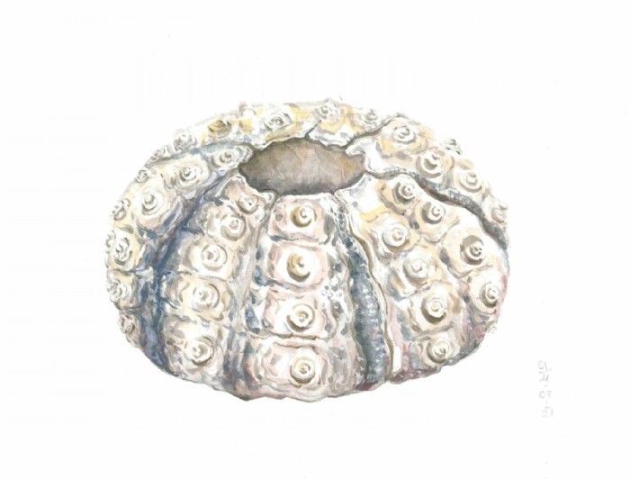 Sarah Löcker, Illustration