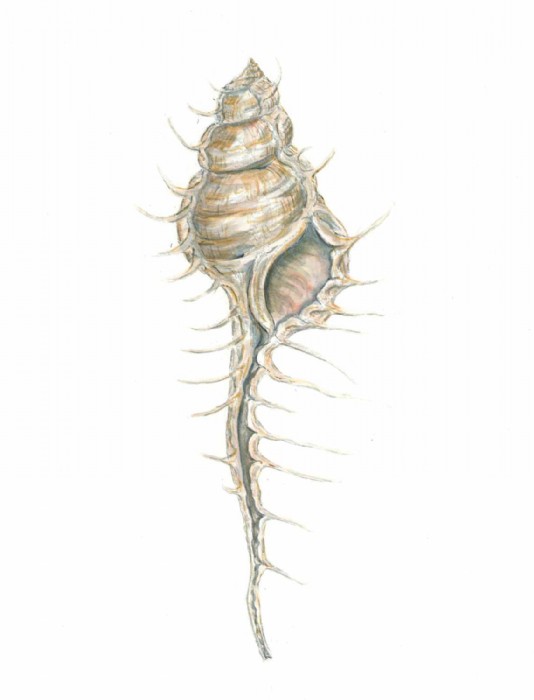 Sarah Löcker, Illustration
