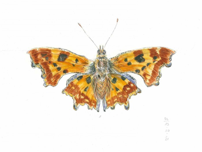 Sarah Löcker, Illustration