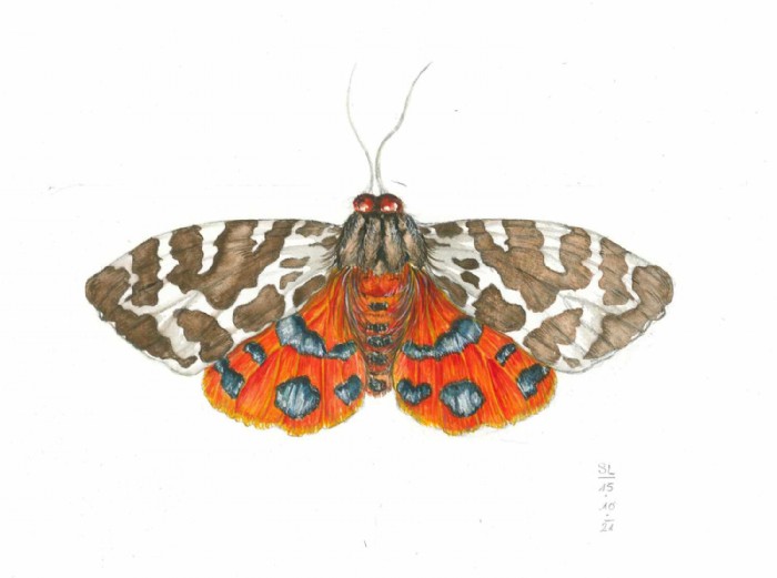 Sarah Löcker, Illustration