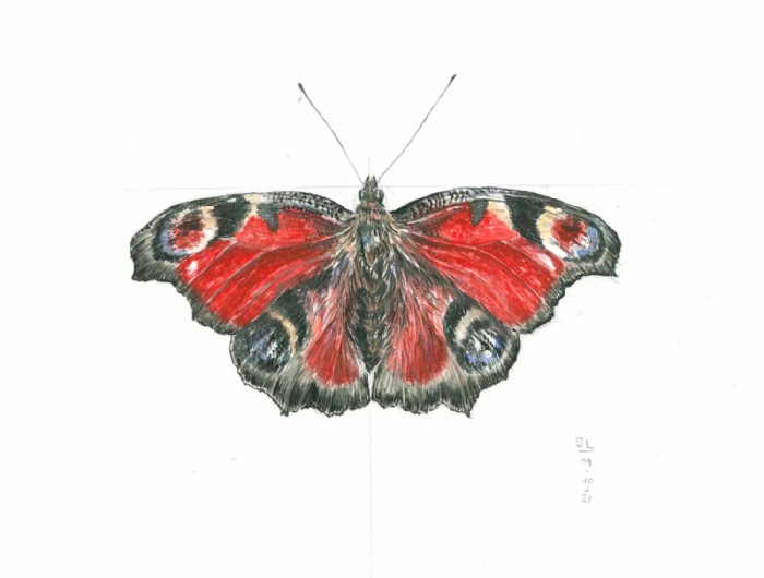 Sarah Löcker, Illustration