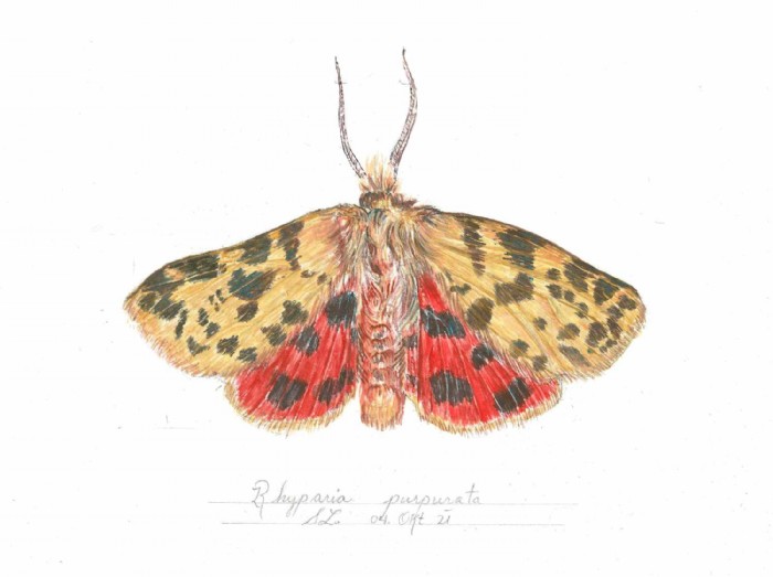 Sarah Löcker, Illustration
