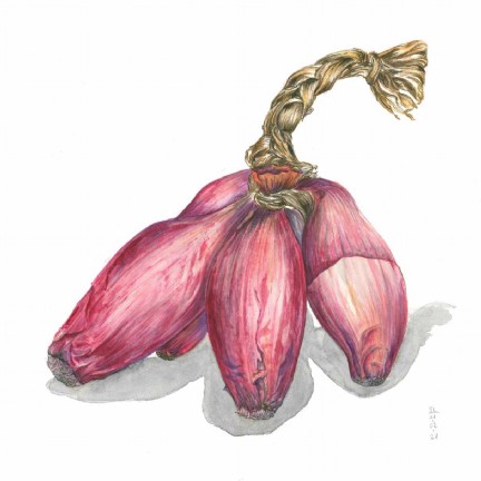 Sarah Löcker - Illustration, Biologie - pinu
