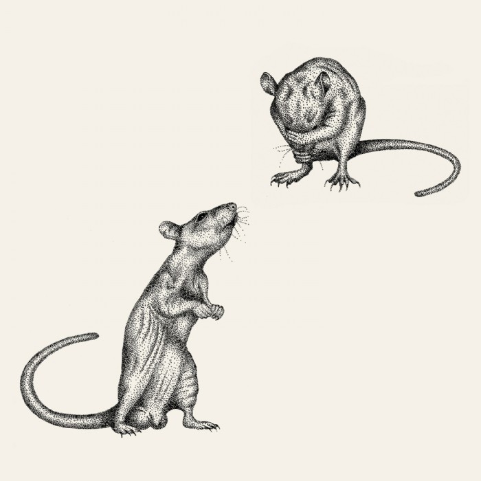 Carmen Cordial, Ratte Mal_C de CORDIAL, Illustrati