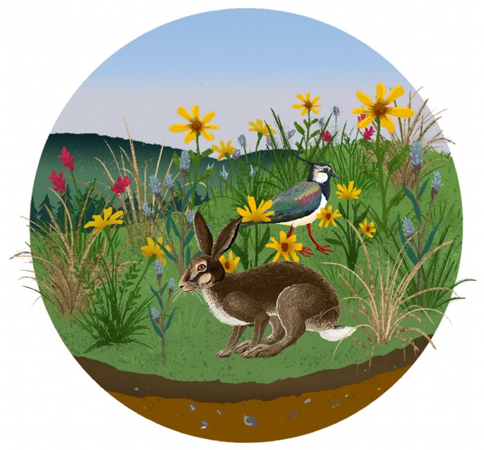 Laura Schindler, Die Gruenen Biodiversity_Animatio