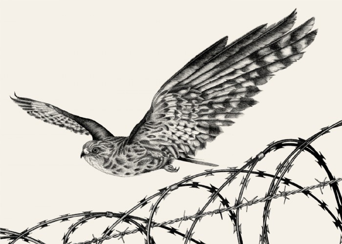 Carmen Cordial, Freedom, Illustration