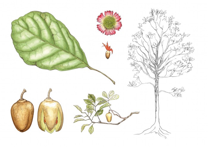 Jana Grabner, treeparts-bookillu-centrevalbio, Ill