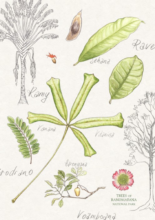 Jana Grabner, trees-bookillu-centrevalbio, Illustr