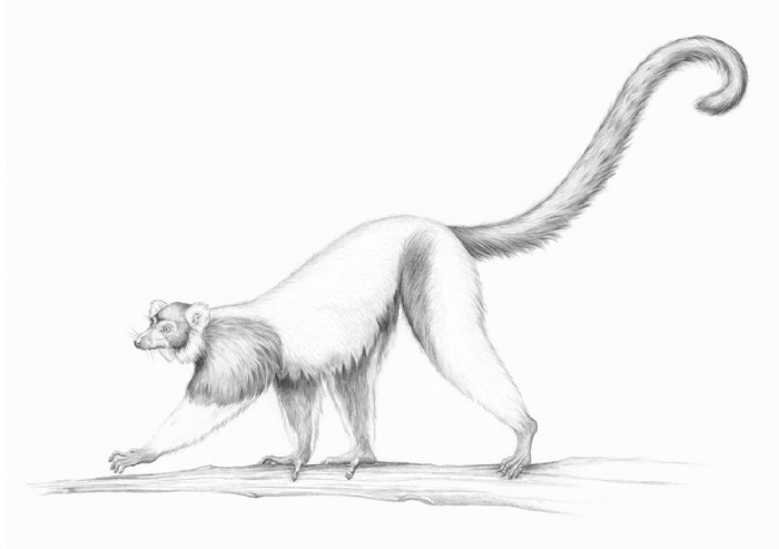 Jana Grabner, lemur-naturalhistoryillu-personal, I