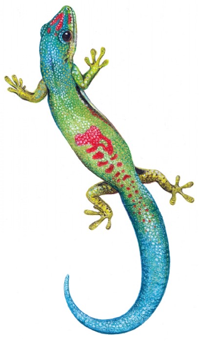Jana Grabner, daygecko-naturalhistoryillu-personal