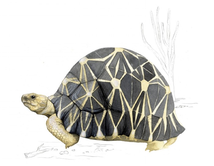 Jana Grabner, radiatedtortoise-naturalhistoryillu-