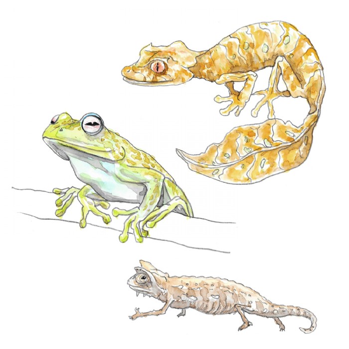 Jana Grabner, animals-bookillus-centrevalbio, Illu
