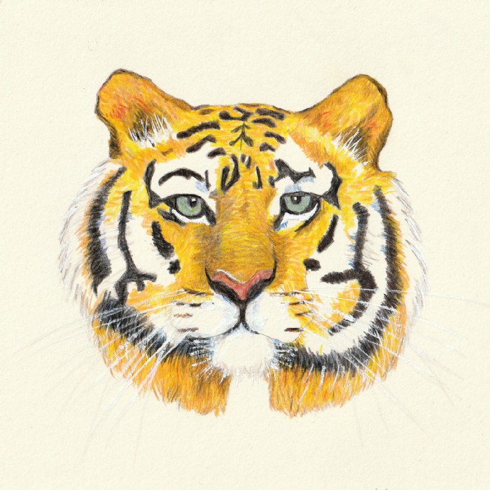 Robert Kirschner, Tiger, Illustration