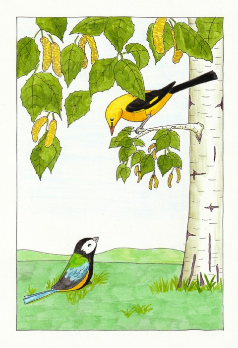 Robert Kirschner, Vögel 01, Illustration