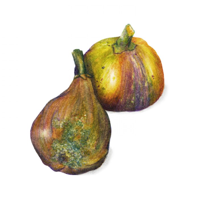 Clara Frühwirth, gartenzauber_lernkarten_privatkun