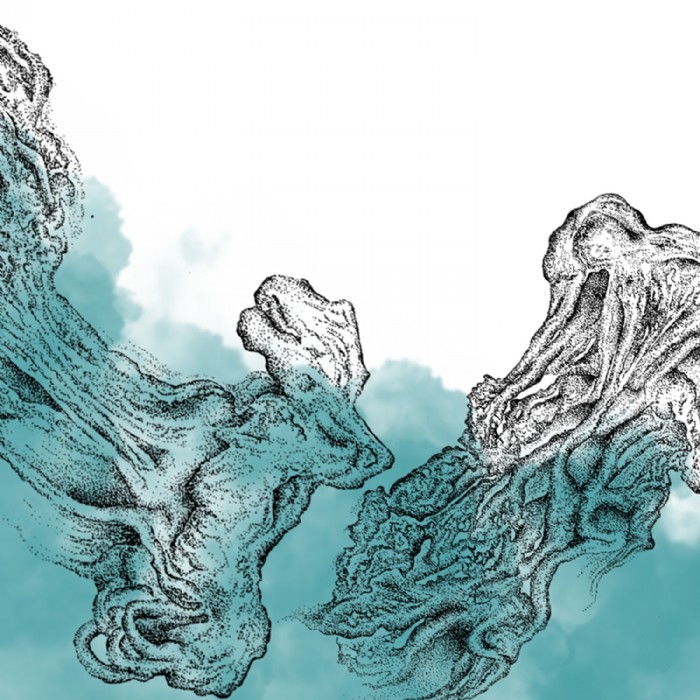Tatjana Hirschmugl, Jellyfish, Scientific Illustra