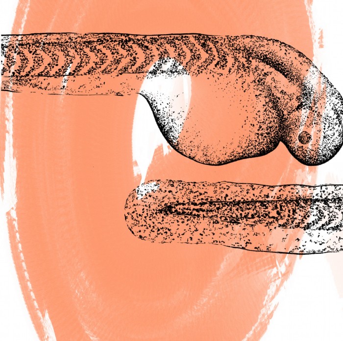 Tatjana Hirschmugl, Danio rerio, Scientific Illust
