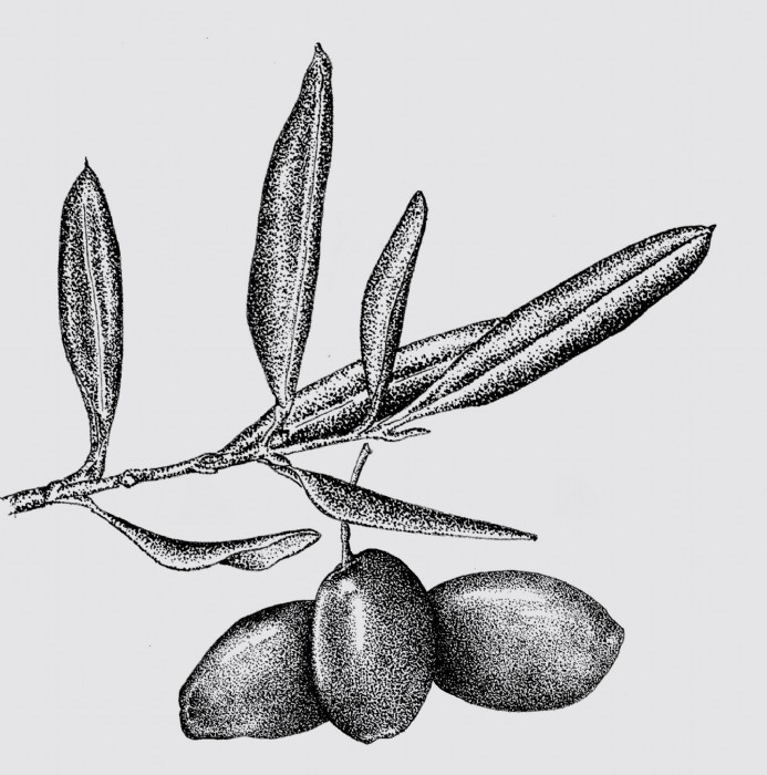 Tatjana Hirschmugl, Olive Blatt, Scientific Illust