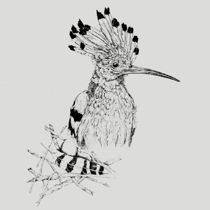 Tatjana Hirschmugl, Wiedehopf_Zerum, Illustration