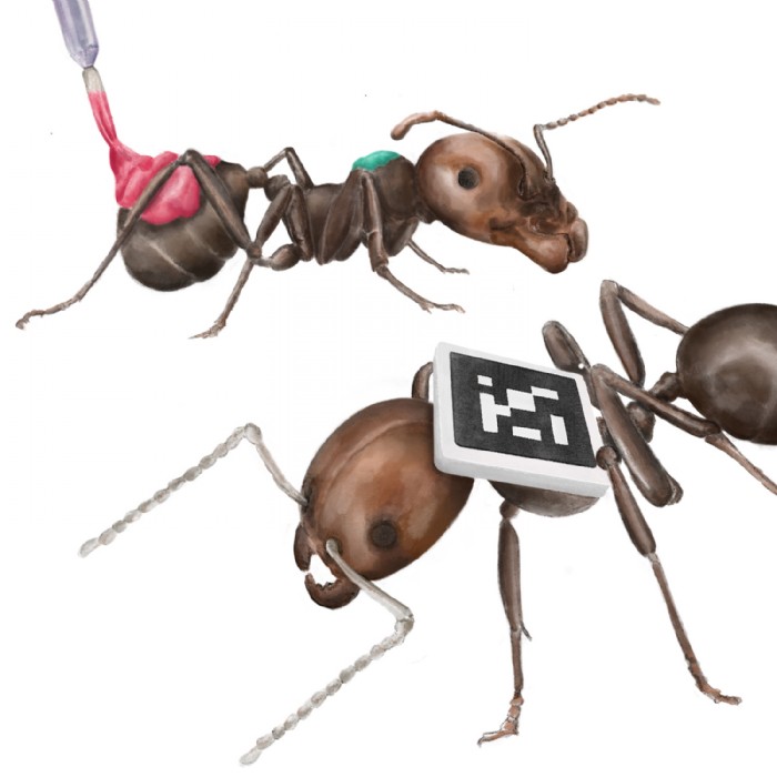 Tatjana Hirschmugl, Ant-Tracking, Scientific Illus