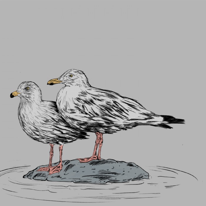 Tatjana Hirschmugl, Möwe, Illustration