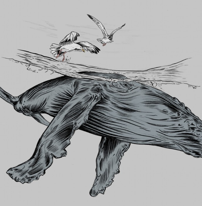 Tatjana Hirschmugl, Möwe-2, Illustration