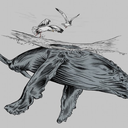 Tatjana Hirschmugl - Science Illustration - pinu