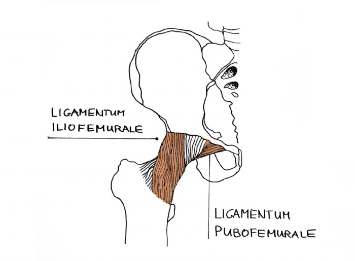 Laura Feller, Ligamentum Iliofemurale_Technische I