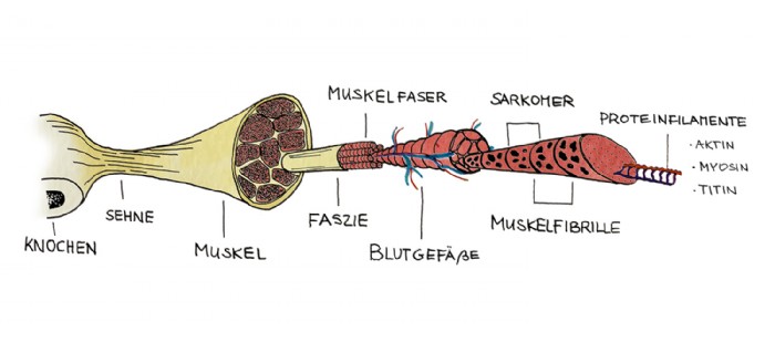 Laura Feller, Aufbau Muskel_Technische Darstellung